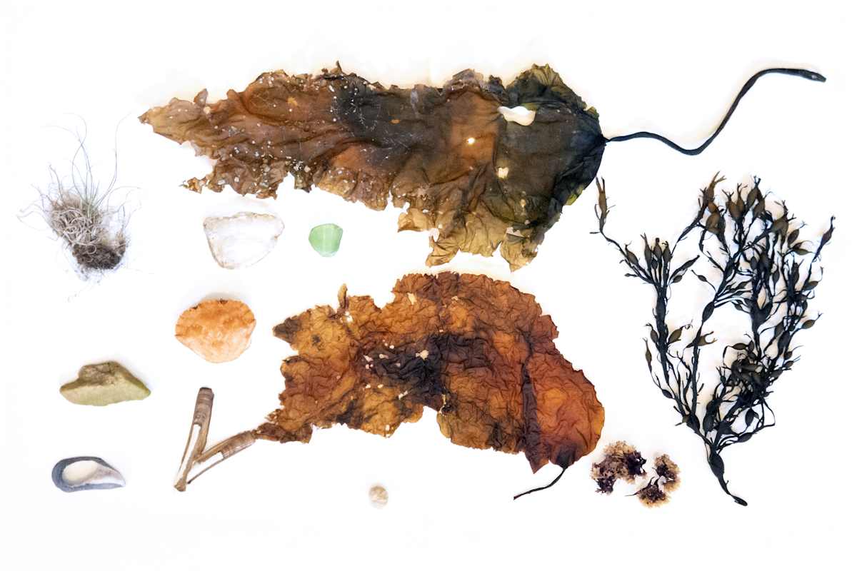 Allison Belolan, ME Foraged: Sea