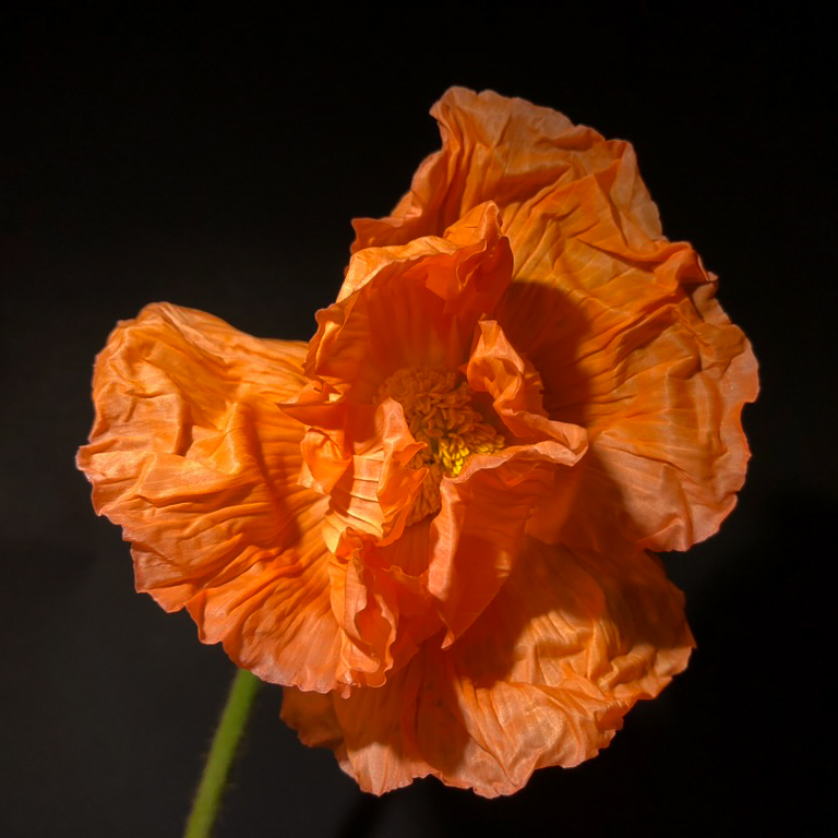 Susan Sawyers, Orange Safety Poppy