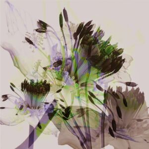 Lumina by Elizabeth Gourlay